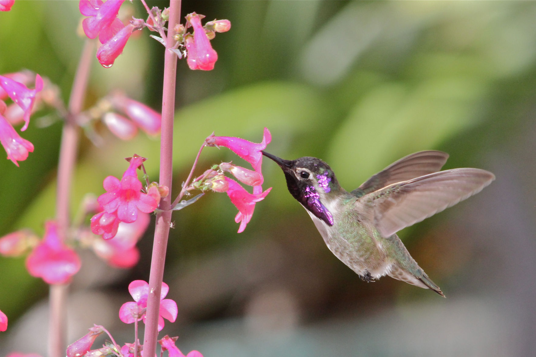 Hummingbirds from backyards and beyond
